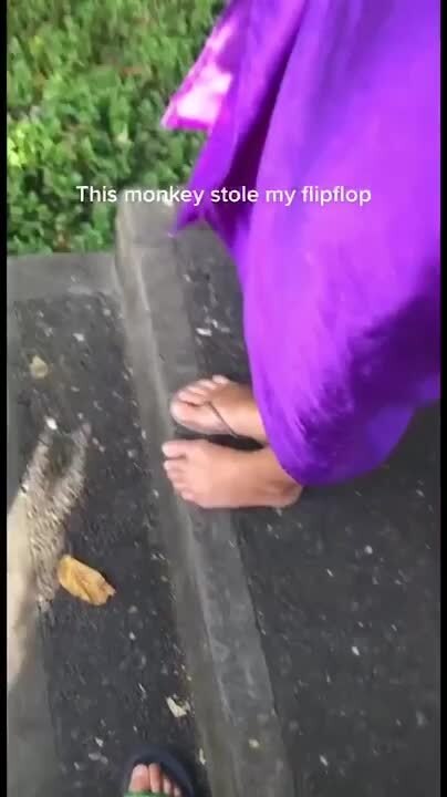 Monkey Steals Flip Flop at Temple