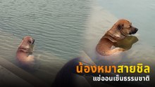 เจ้าตูบสุดชิลลงแช่น้ำคลายร้อนทุกเย็น ชาวเน็ตเอ็นดู บอกไม่ต้องเรียก เดี๋ยวขึ้นเอง