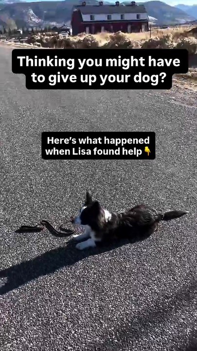 Top-Rated Online Dog Training Courses | Train Your