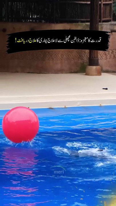 Dolphins are Cure for disease