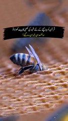 How Honeybee is described in Quran