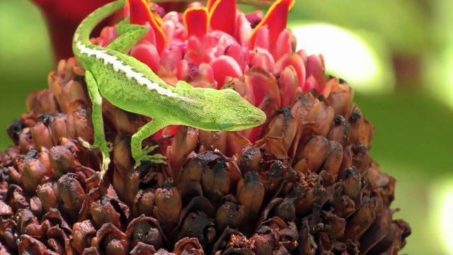 Ultimate Wild Animals Collection in 8K ULTRA HD _ 8K TV1