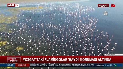 Yozgat’taki flamingolar, HAYDİ ekiplerinin koruması altında.