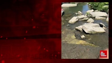 Kaplumbağa yılanı yedi