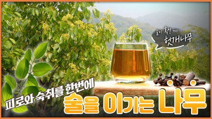 산이 주는 보물, 우리 임산물 숲푸드 – 8편 헛개나무 / YTN