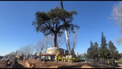 Argentina, sradicato un albero di 300 anni per far spazio a autostrada