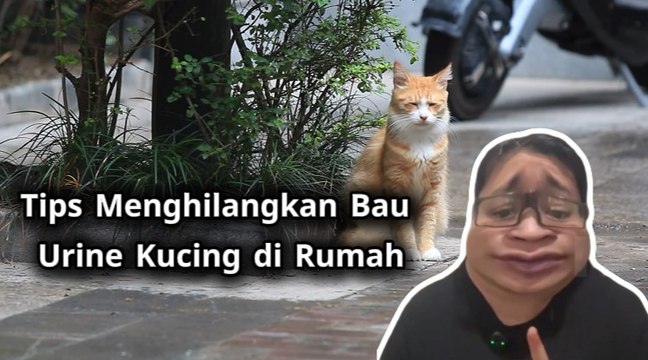 Tips Menghilangkan Bau Urine Kucing di Rumah-Serius Ini Hewan?