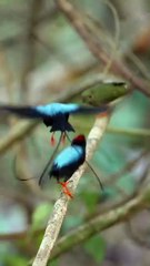 All video about birds life and hunting birds etc