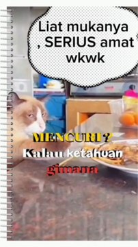 Cat hand stealing fish,see hias face