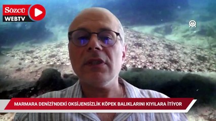 Marmara Denizi'ndeki oksijensizlik köpek balıklarını kıyılara itiyor