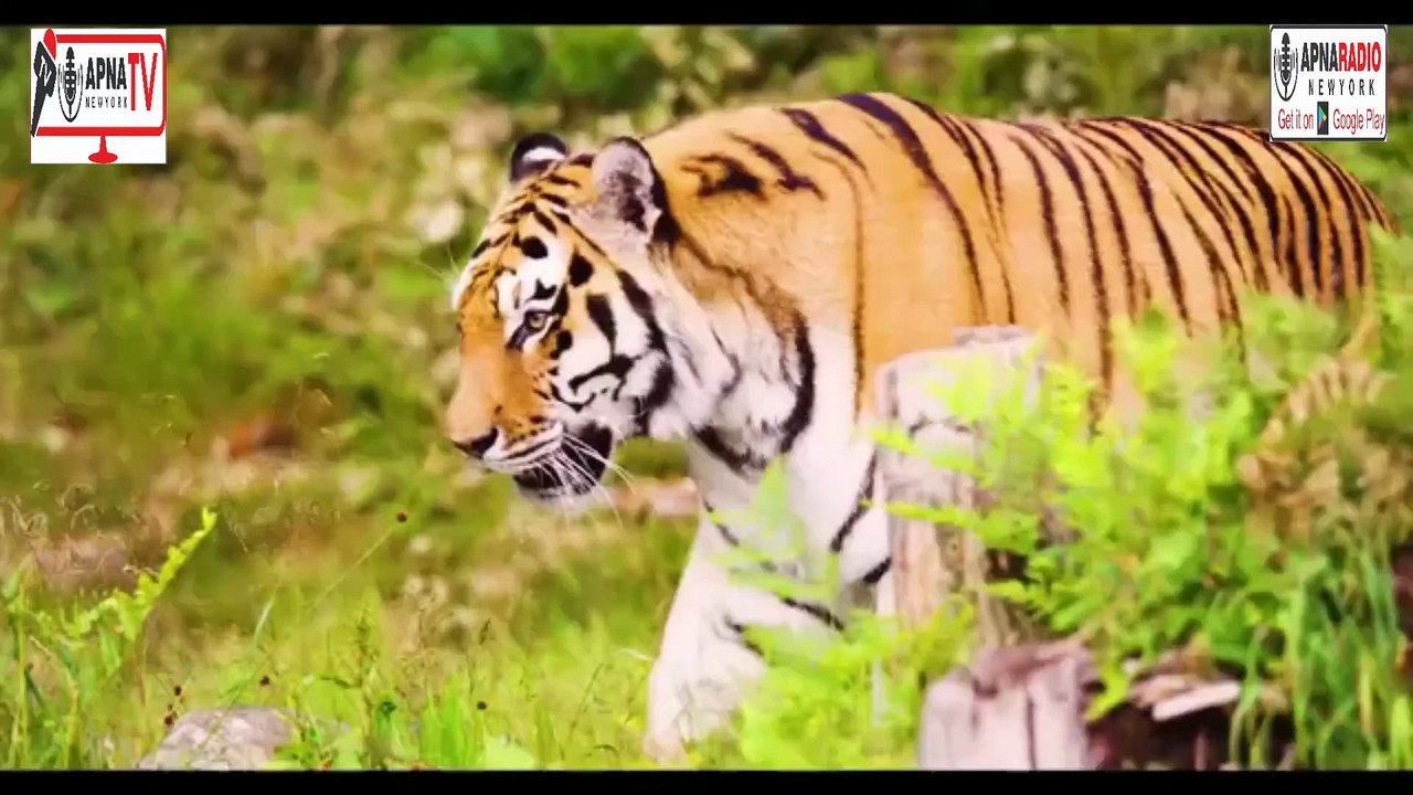 WILD Big Cats of the World! Apna Tv New York 14-07-2025