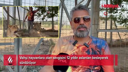 Vahşi hayvanlara olan sevgisini 12 yıldır aslanları besleyerek sürdürüyor