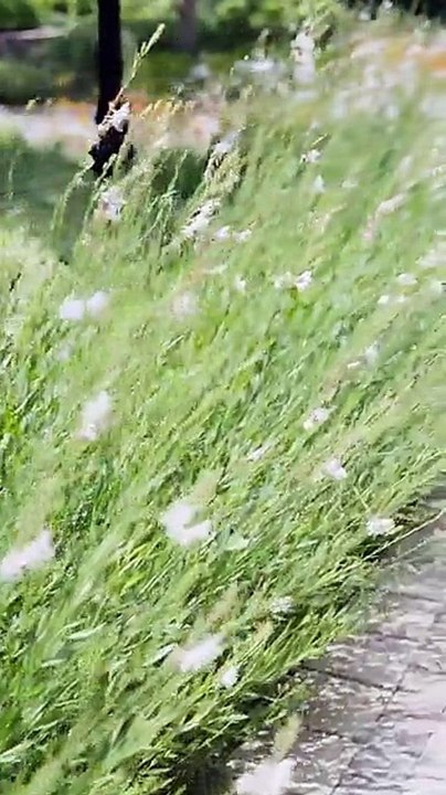 The Lies You Tried to Mute #Dramabox |  #shortfilms #shorttv #shorthot #shortdailymotion