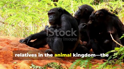 World Chimpanzee Day 2025: Celebrate, Protect, and Empower Our Closest Animal Relatives!