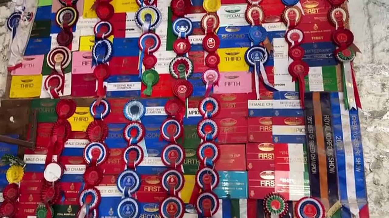 Today at the Great Yorkshire Show - Season 4 Episode 1