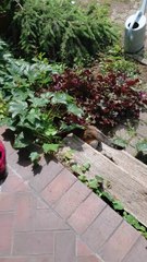 Too Hot to Handle? Not for This Clever Cat! 😺☀️ #cat #funnycat