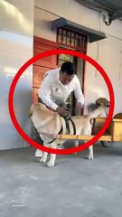 Dog Surprises Girl by Picking Her Up from School 🐶