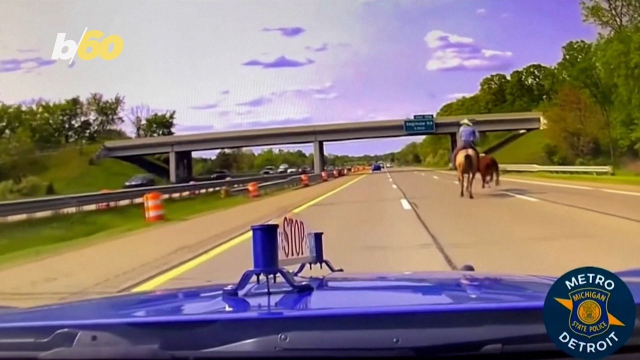 This Modern Day Cowboy Lassos a Cow on a Highway in Michigan