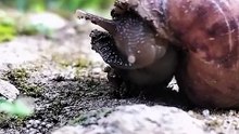 SNAIL | BEKICOT RELAX