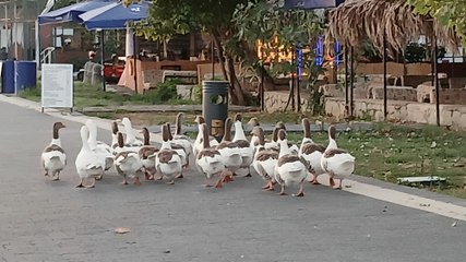 Denizde yüzdükleri için şikâyet edilen kazlar kümese kapatıldı, 8'i öldü!