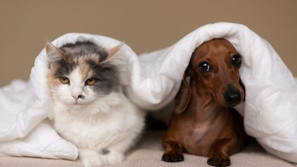 Tener perros y gatos ayuda a preservar la memoria: esto dice la investigación