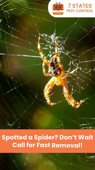 Protect Your Home with Professional Pest Control in Melbourne | 7 States Pest Control
