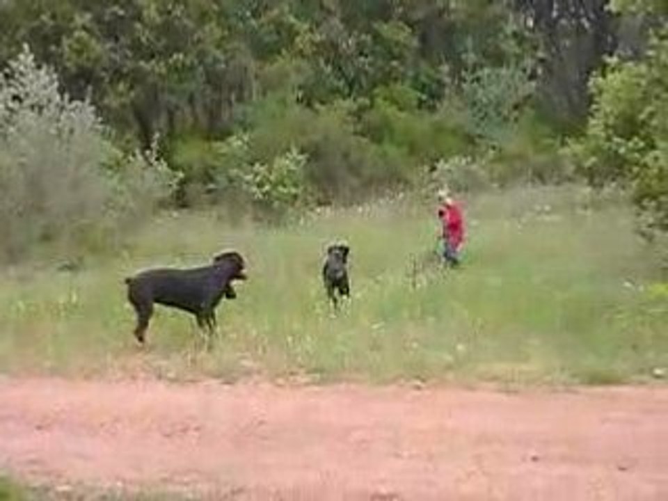 Rottweiler bucheron