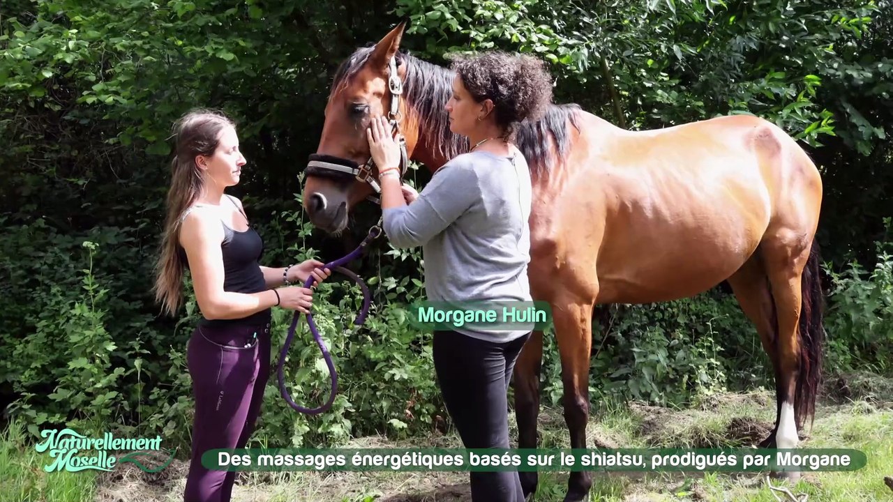 Morgane Hulin prodigue des massages énergétiques aux chevaux