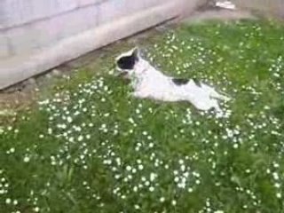 Ce porc est mon chien.