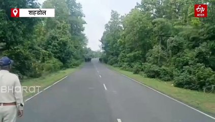 जब हाथियों का हुआ हाईवे!, कभी जंगल तो कभी रोड पर भटक रहा गजराज का कुनबा