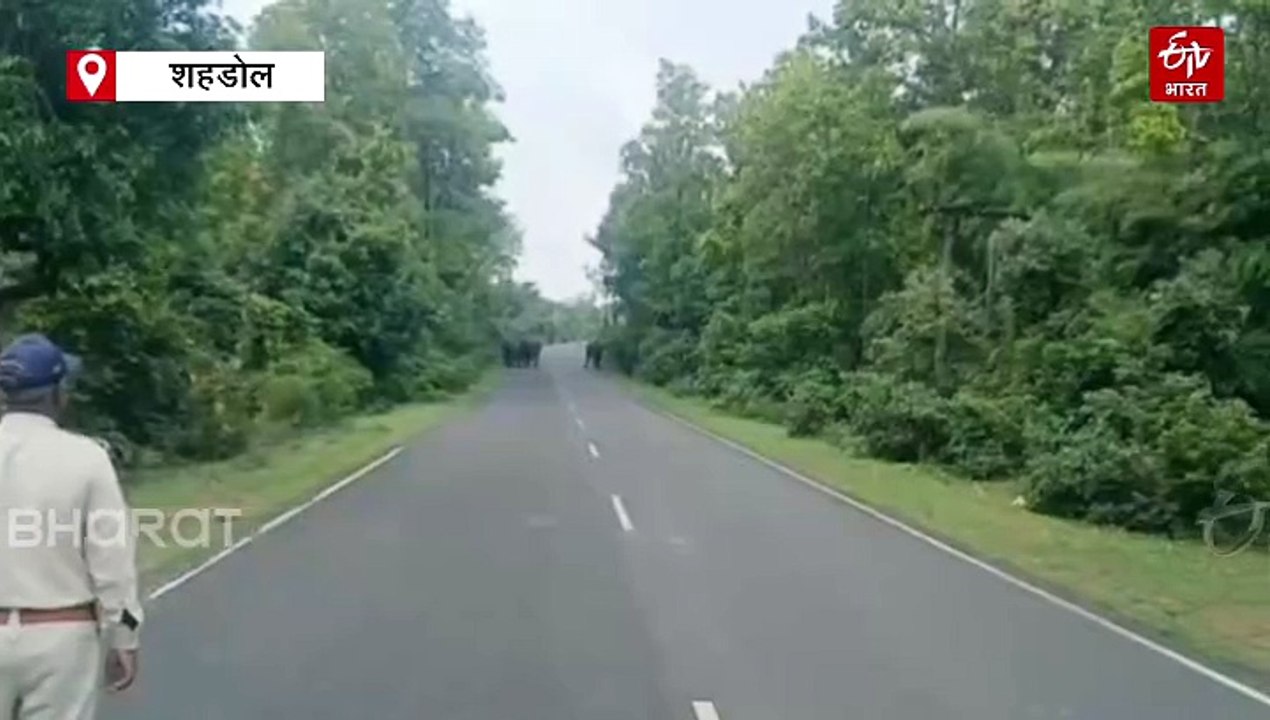 जब हाथियों का हुआ हाईवे!, कभी जंगल तो कभी रोड पर भटक रहा गजराज का कुनबा