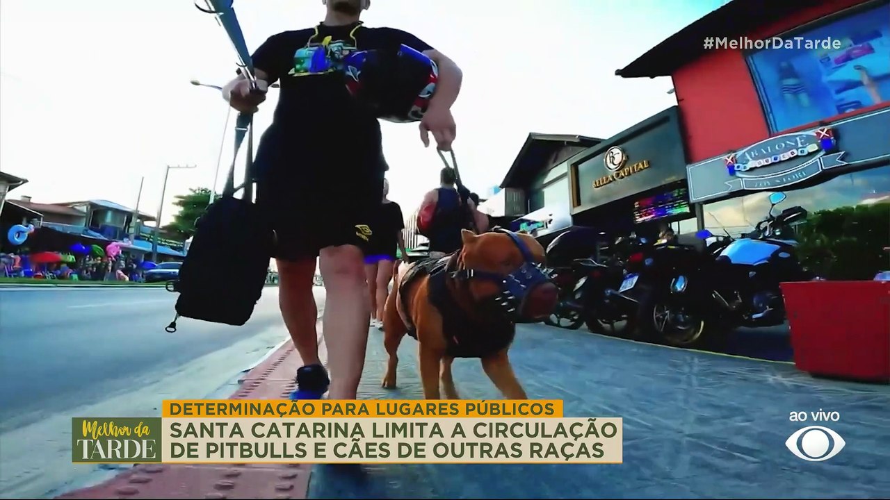 Governo de SC restringe circulação de pitbulls em espaços públicos | Melhor da Tarde