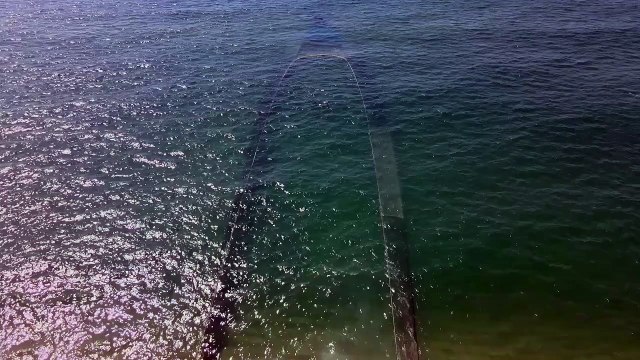 golfinhos, figueira da foz