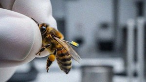 ابتكار صيني يحوّل النحل إلى "أداة تجسس"