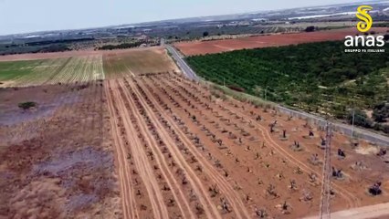 Anas, salvati 1500 ulivi e carrubi sulla Ragusa-Catania