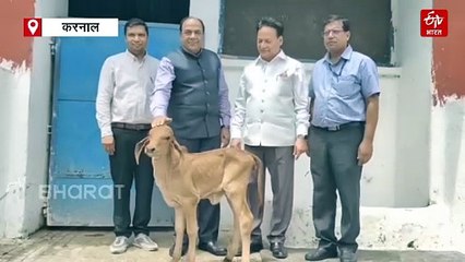 ‘गंगा’ के भ्रूण से जन्मी बछिया, NDRI करनाल के वैज्ञानिकों ने किया कमाल, डेयरी सेक्टर में आएगी क्रांति