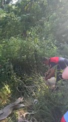 Sinop'ta koyun kurtarma operasyonu