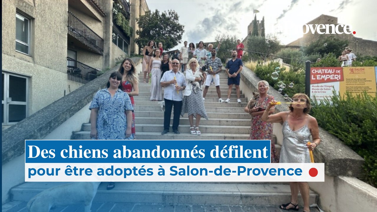 Des chiens abandonnés défilent pour être adoptés à Salon-de-Provence