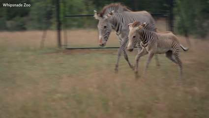 Adorable moment baby Zebra plays with older brother at zoo