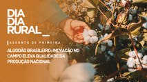 Algodão brasileiro: inovação no campo eleva qualidade da produção nacional
