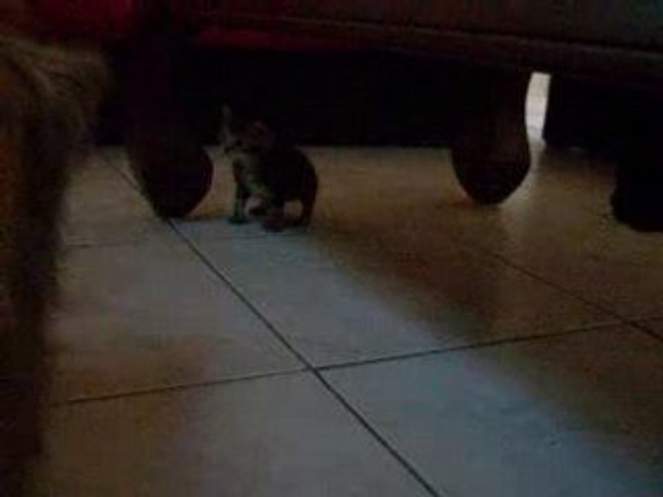 Chaton