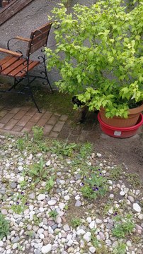 My Funny Cat Thinks He's the Gardener 🌱😻 Meet Pucio the Plant Boss! #cats #funnycats #shorts