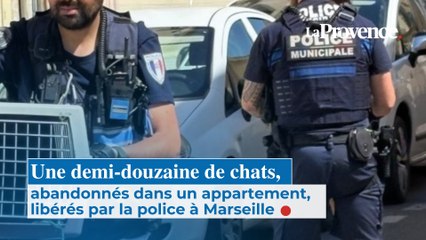 Une demi-douzaine de chats, abandonnés dans un appartement, libérés par la police à Marseille