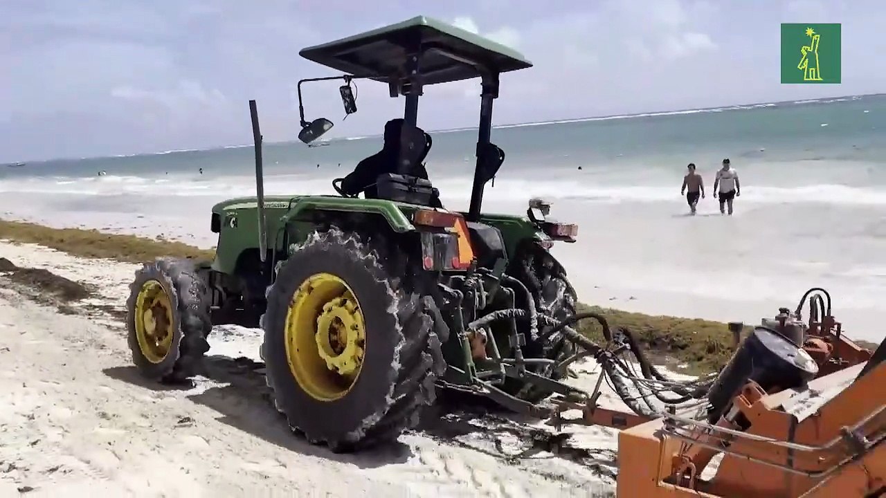 República Dominicana lucha para limpiar de sargazo sus playas