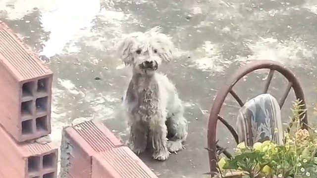 VIDEO | Rescatan a perro dejado en condiciones deplorables en una terraza de una vivienda