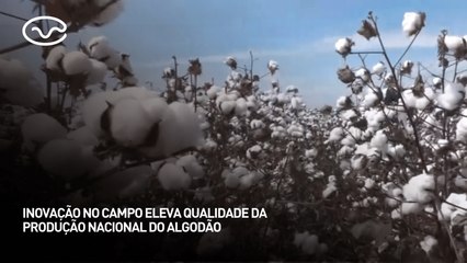 Inovação no campo eleva qualidade da produção nacional do algodão