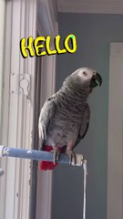 this parrot will make you cry laughing! 😂