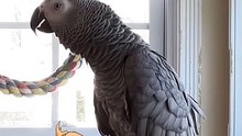 this parrot is on another level! 😂