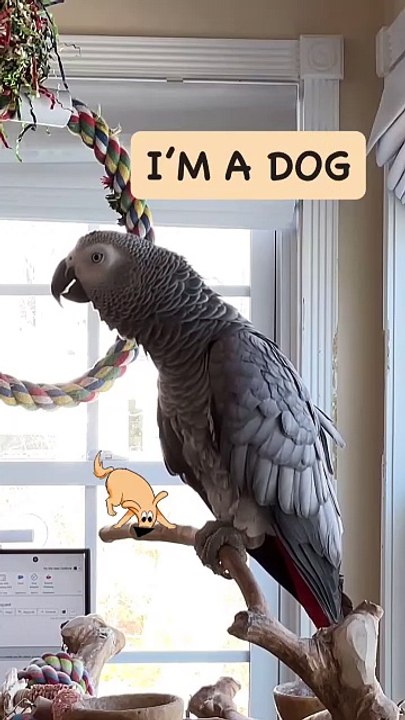 this parrot is on another level! 😂