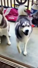 these dogs have better rhythm than us! 🐶